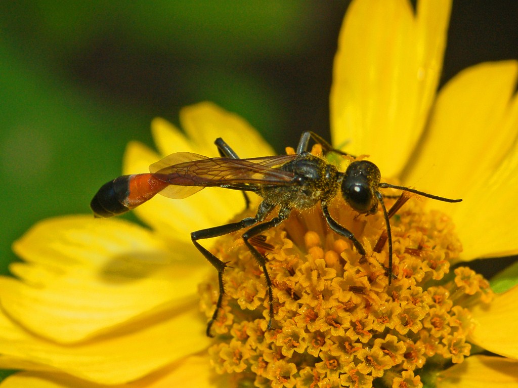 Una Ammophila da Praga.